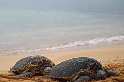 Kiahuna Plantation Condo