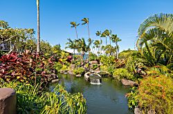 Napili Shores G154 Oceanview Studio