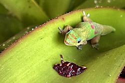 Kapalua Golf Villas Unit Spectacular Getaway