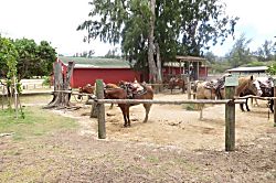 Kuilima Estates East Turtle Bay Condo 1BR/2BA