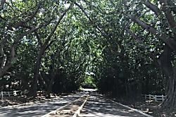 Kauai Beach Resort Ground Floor Unit