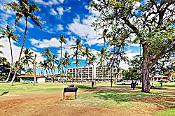 Island Surf 516