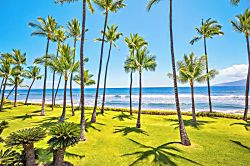 Oceanfront Oasis in Lahaina - Stunning oceanfront view framed by tall swaying palms, lush green lawn, and sparkling blue