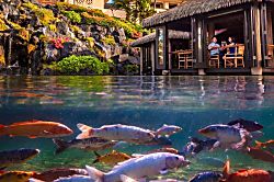 Tropical Rendezvous Suite at Grand Hyatt Resort