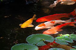 Sunset Suite at Grand Hyatt Resort