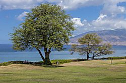 Kamaole Sands #1-105