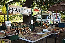 Kihei Beachfront Oasis