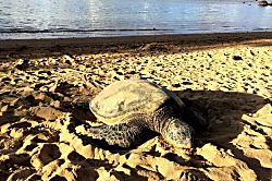 Islander on the Beach 115