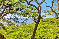 Maui Vista Condo Top Floor Unit