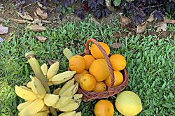 Paradise on Park-Like Estate