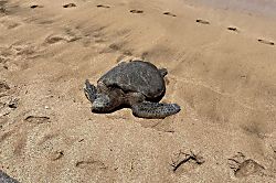 Hoyochi Nikko Unit 209