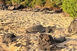 Kuleana Resort 313