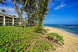 Islander on the Beach 101