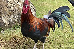 Islander on the Beach 354