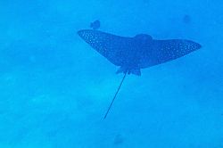 Kaanapali Beach Club Condo