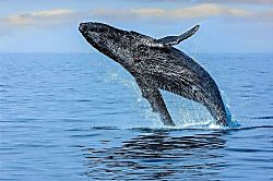 Kaiakea Seaside Retreat