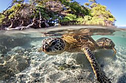 Big Island Hale Ohana