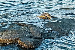 Puako Oceanfront Paradise