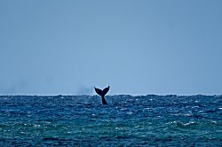 Makahuena Resort 1309