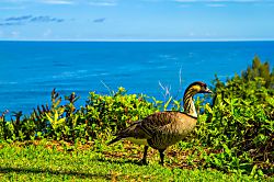 Alii Kai Ground Floor Condo