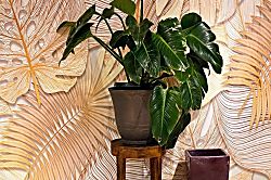 Kolekole Valley Retreat