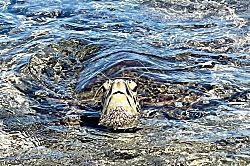 Kohala Coast Oceanview Condo 2BR