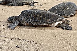 Pono Kai Resort Oceanfront Condo