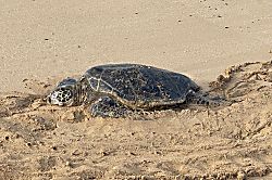 Kiahuna Plantation 1 Bedroom Condo