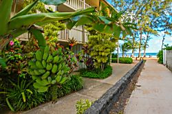 Islander on the Beach 241