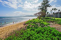 Islander on the Beach 359