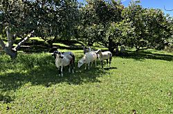 Dragonfly Healing Farm