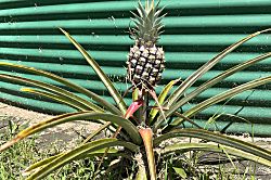 Dragonfly Healing Farm