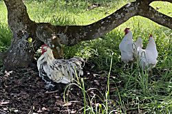Dragonfly Healing Farm