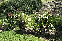 Dragonfly Healing Farm