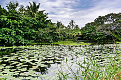 5 Star Black Sand Beach Condo