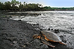 5 Star Black Sand Beach Condo