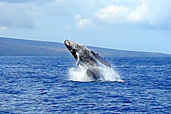 Kihei Bay Surf #119