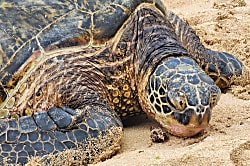 Green Turtle Hideaway