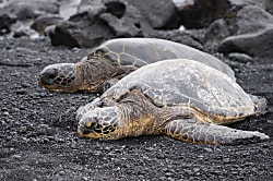 Colony I #54 on Big Island