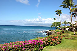 Napili Point Resort A16