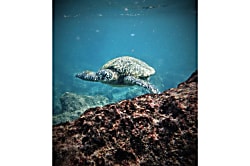 Honu's Hideaway