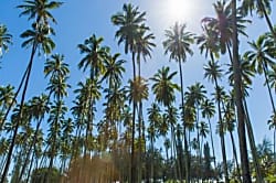 Islander on the Beach 214