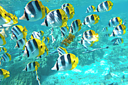 Islander on the Beach 214