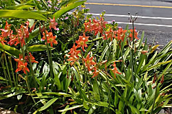 Royal Kahili Unit A-306