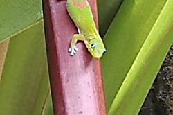 Royal Kahili Unit A-306