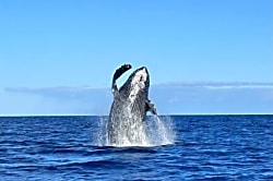 Peace of Paradise Oceanfront 