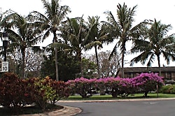 Paradise in Turtle Bay 