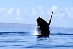 Kamaole Sands 10-409