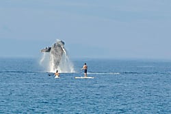 Kihei Beachfront Condo - Upper Floor