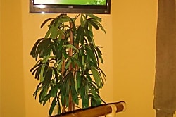 Hale Nai'a (Dolphin House)